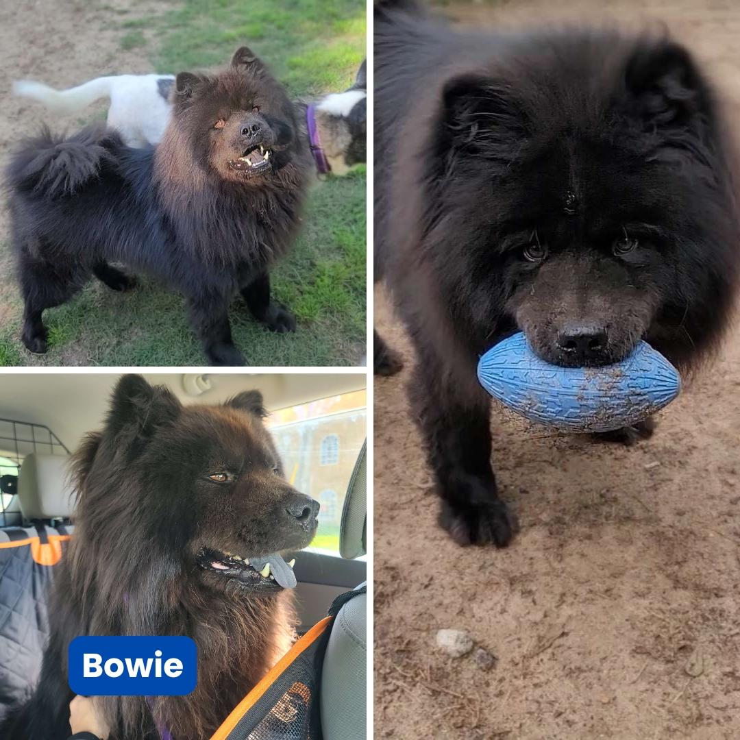 Bowie Fka Bob thumbnail 6