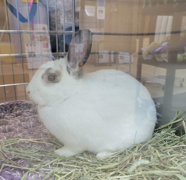 BRYSON, Adoptable, Baby Male Bunny Rabbit.