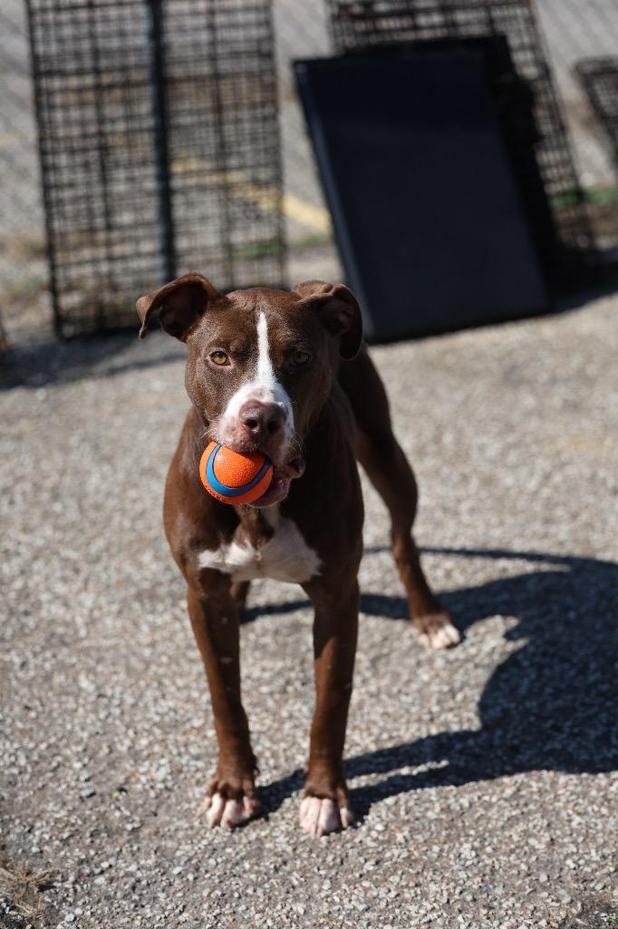 SAM, Adoptable, Adult Male Mixed Breed.