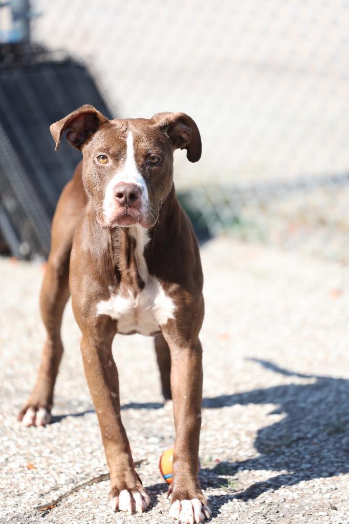 Enlarge SAM, a Adoptable mixed breed in Dyersburg, TN image 2/3