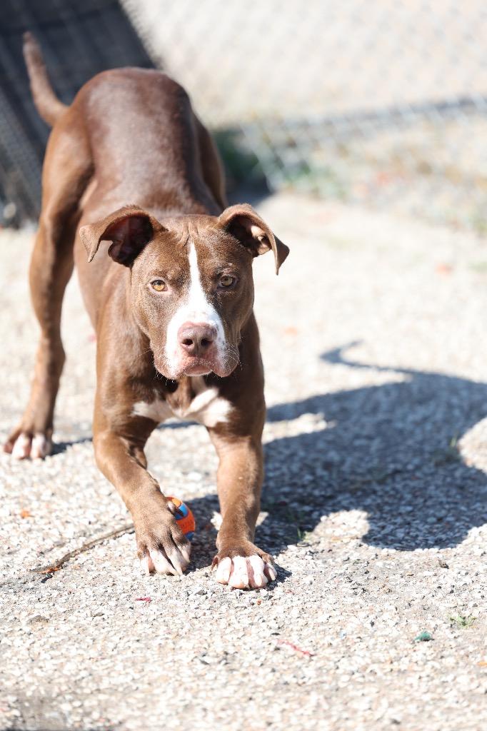 Enlarge SAM, a Adoptable mixed breed in Dyersburg, TN image 3/3