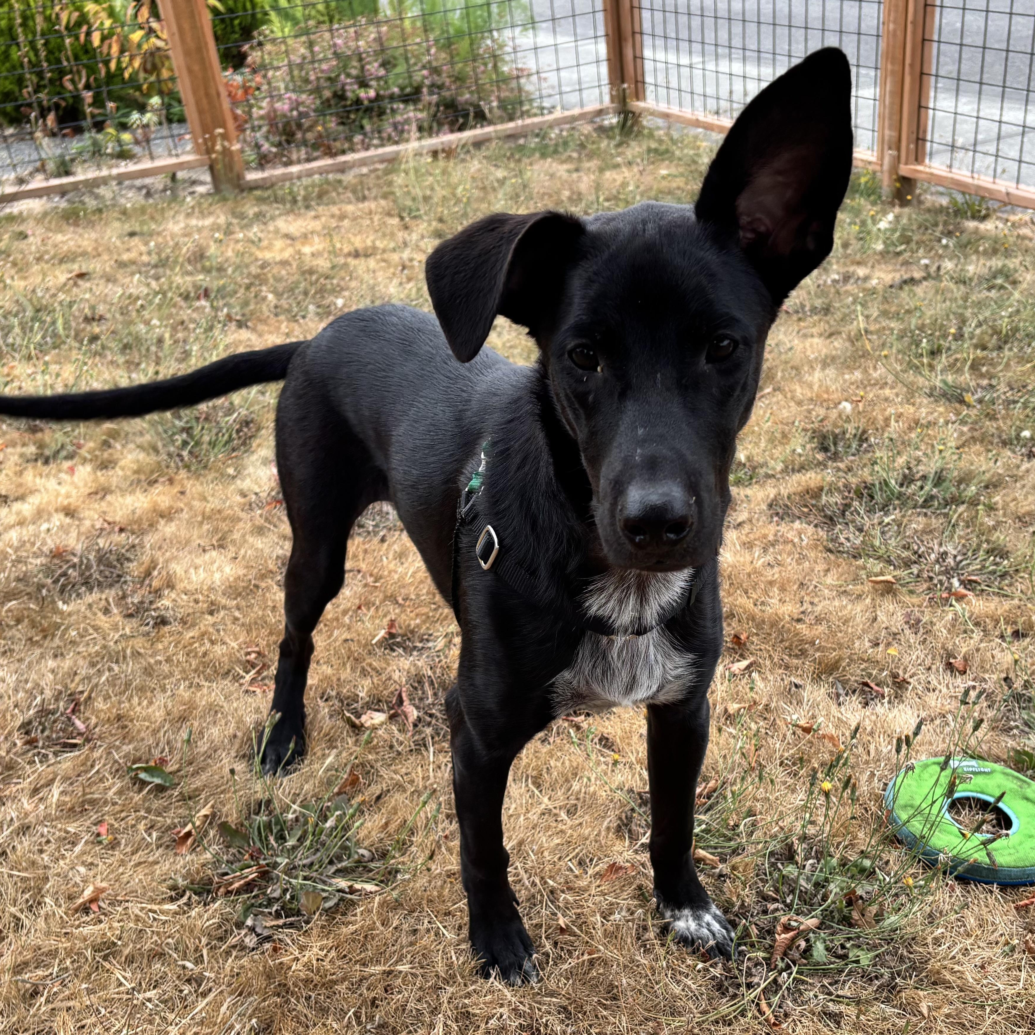 Sam "I Can Hear You" Baked Ham, Adopted, Puppy Male Black Labrador Retriever & Australian Cattle Dog / Blue Heeler.
