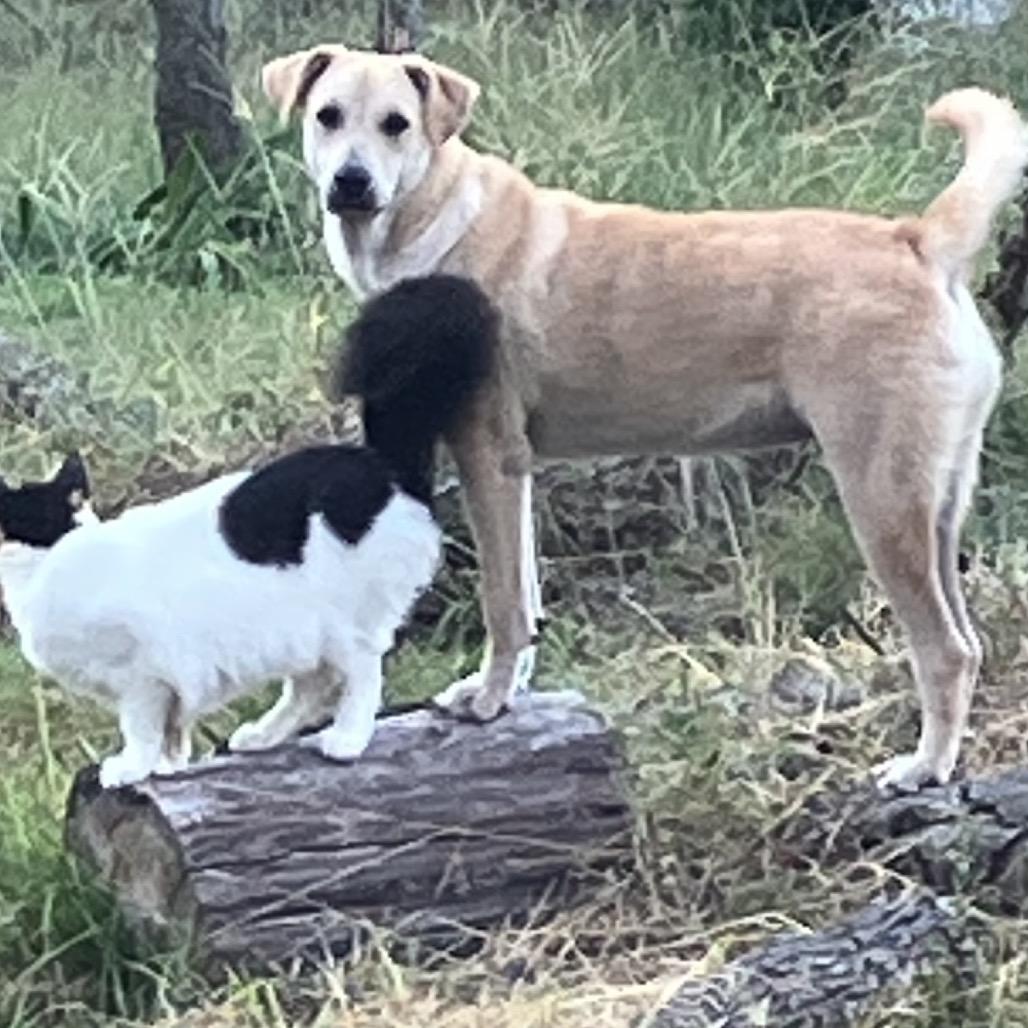 Tawny, Adoptable, Young Female Terrier & Mixed Breed.