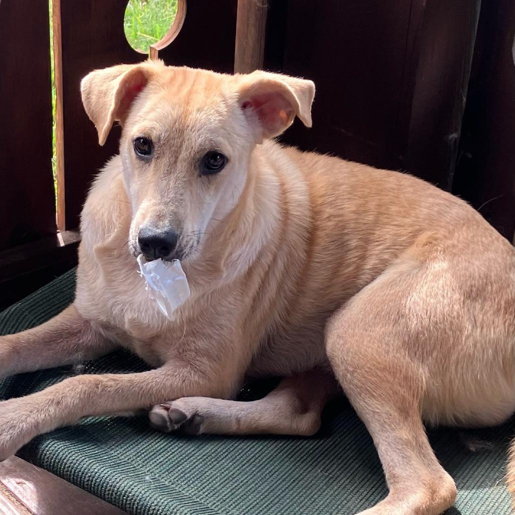 Tawny, a Adoptable mixed breed in Livingston, TX image 2/5