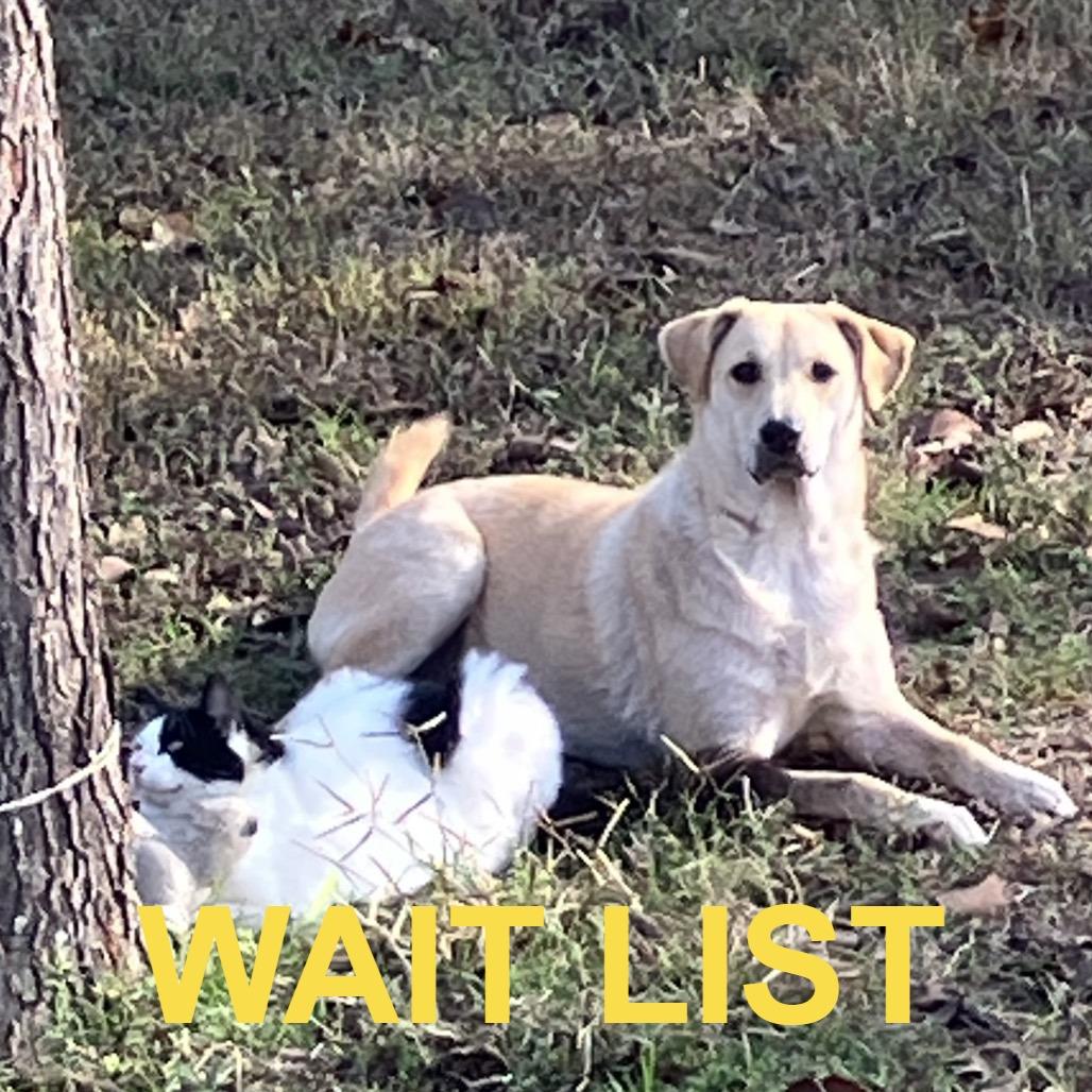 Tawny, a Adoptable mixed breed in Livingston, TX image 3/5