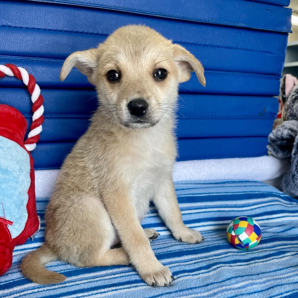 Tawny, a Adoptable mixed breed in Livingston, TX image 4/5