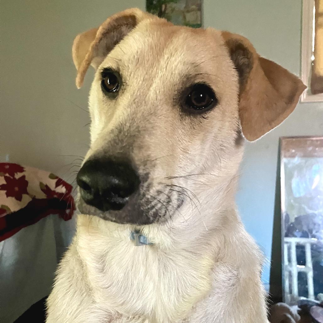 Tawny, a Adoptable mixed breed in Livingston, TX image 5/5