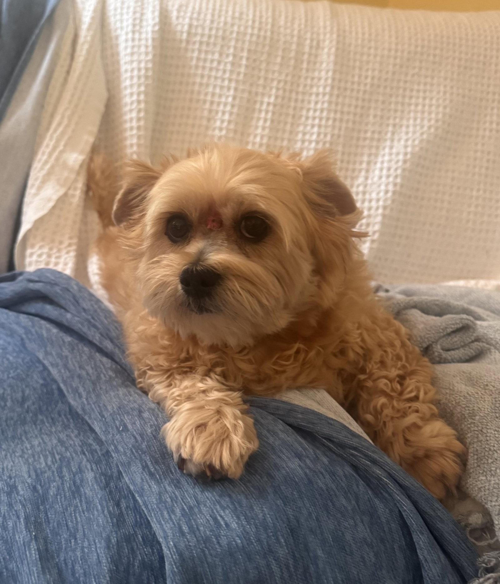 Enlarge Mya, a ADOPTABLE mixed breed in Pottstown, PA image 1/3