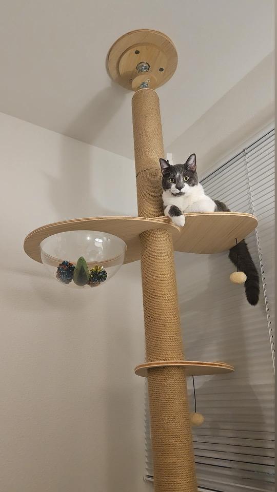 Enlarge Milkshake, an adoptable Domestic Short Hair in Davis, CA image 3/6