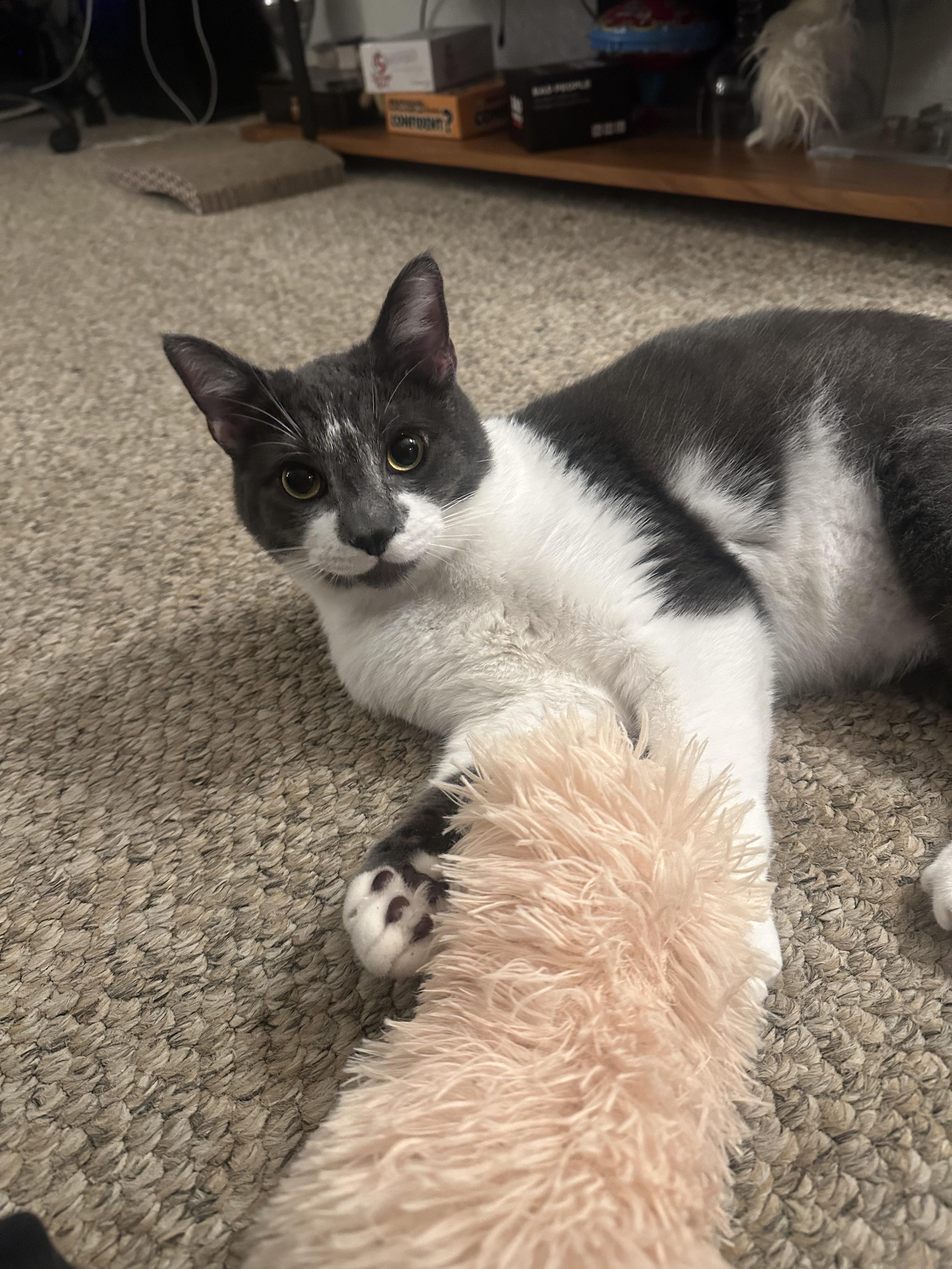 Enlarge Milkshake, an adoptable Domestic Short Hair in Davis, CA image 1/6