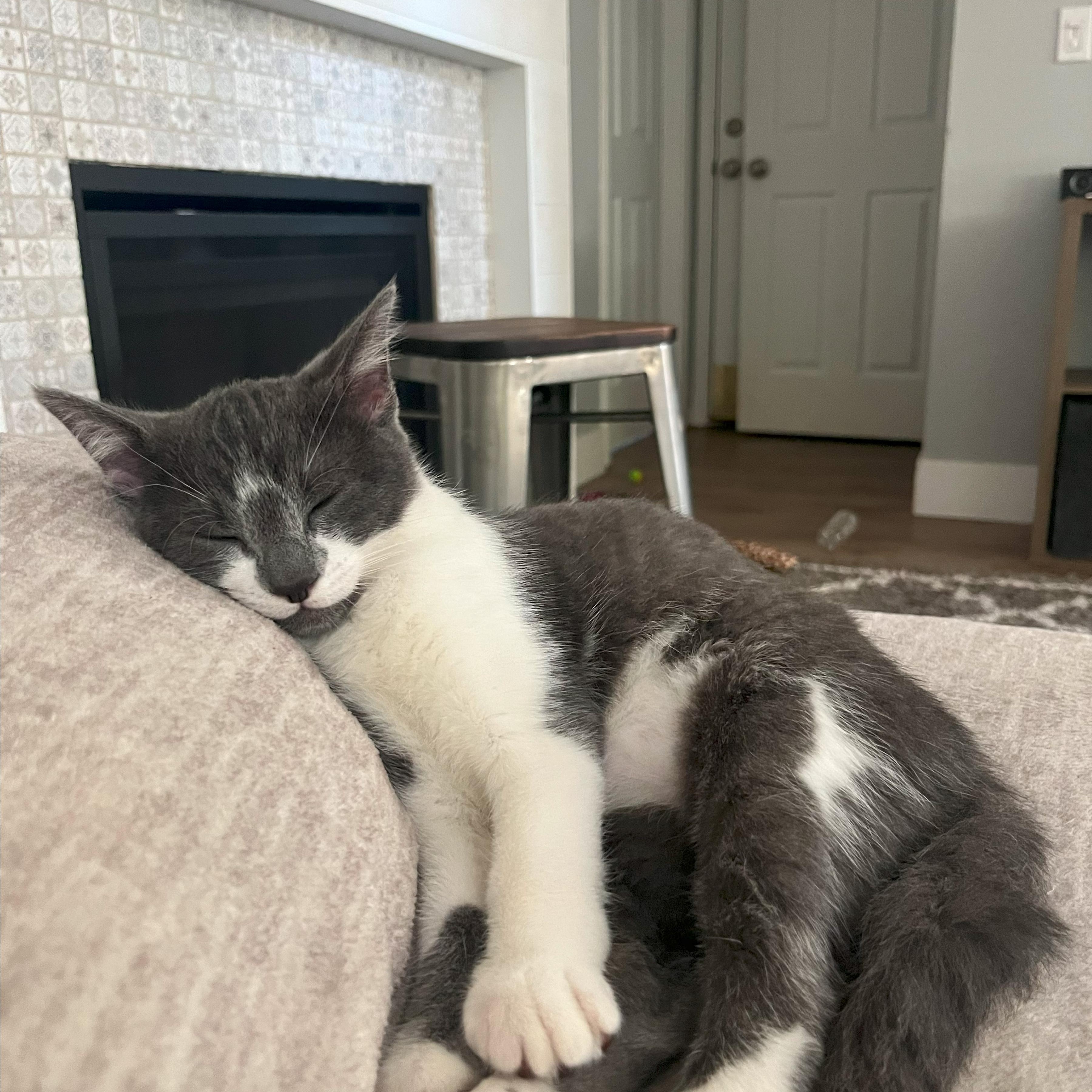 Enlarge Milkshake, an adoptable Domestic Short Hair in Davis, CA image 5/6