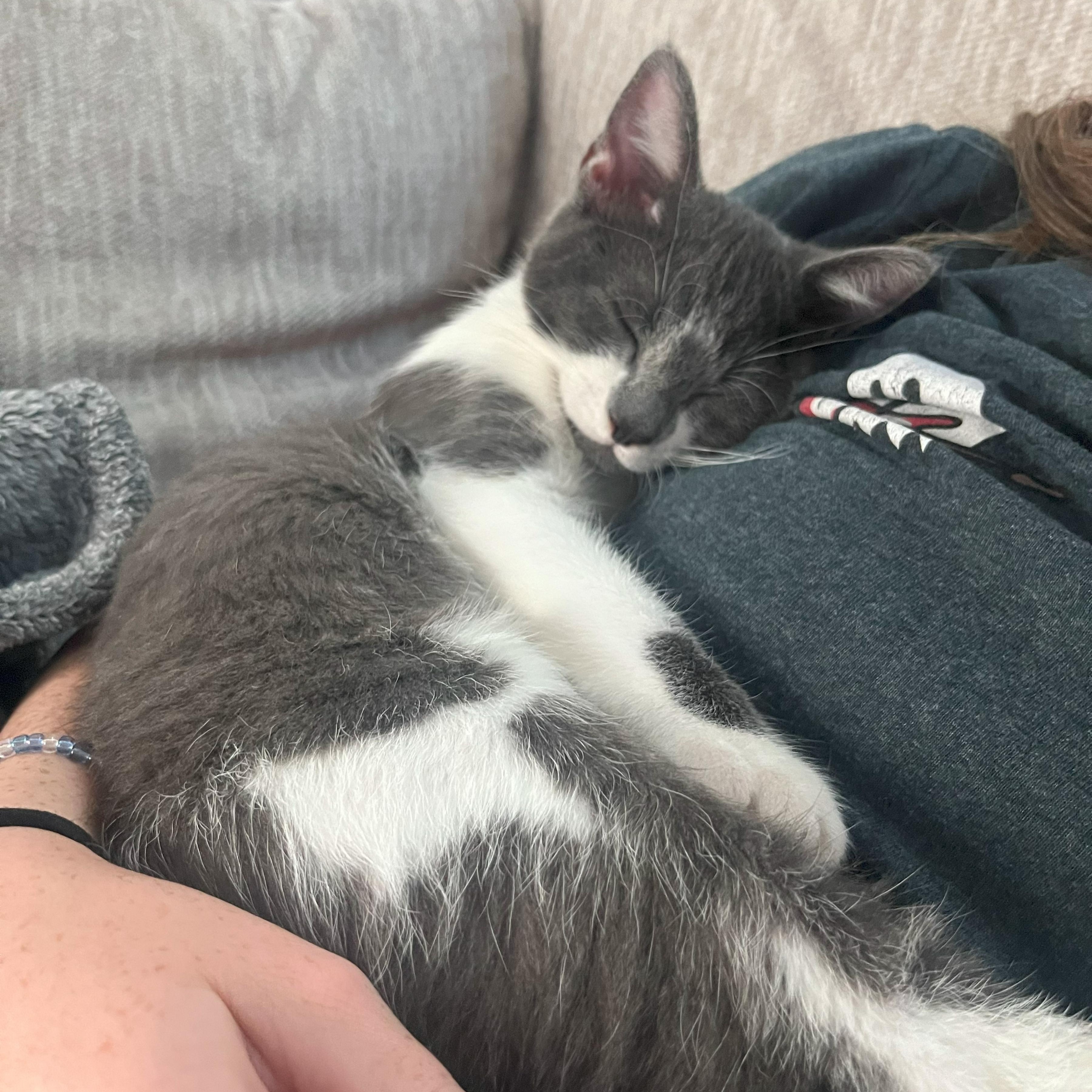 Enlarge Milkshake, an adoptable Domestic Short Hair in Davis, CA image 4/6