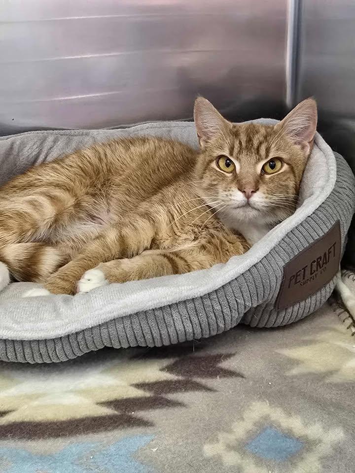 Ramen, a ADOPTABLE Domestic Short Hair in Winthrop, ME image 2/2