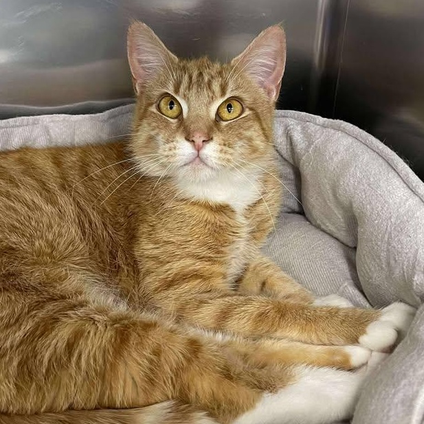 Ramen, a ADOPTABLE Domestic Short Hair in Winthrop, ME image 1/2