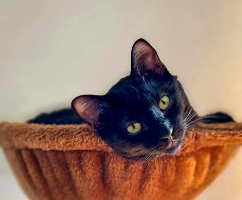Baby, an adoptable Domestic Short Hair in Cut Bank, MT, 59427 | Photo Image 3
