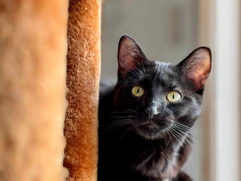 Baby, an adoptable Domestic Short Hair in Cut Bank, MT, 59427 | Photo Image 4