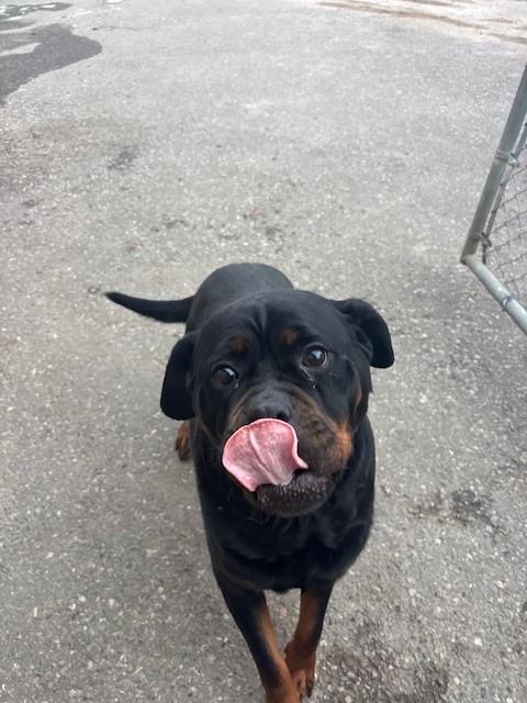 Enlarge Vixen, an adopted Rottweiler in Caledon, ON image 2/3