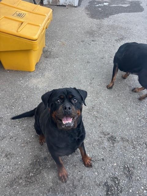 Enlarge Vixen, an adopted Rottweiler in Caledon, ON image 3/3