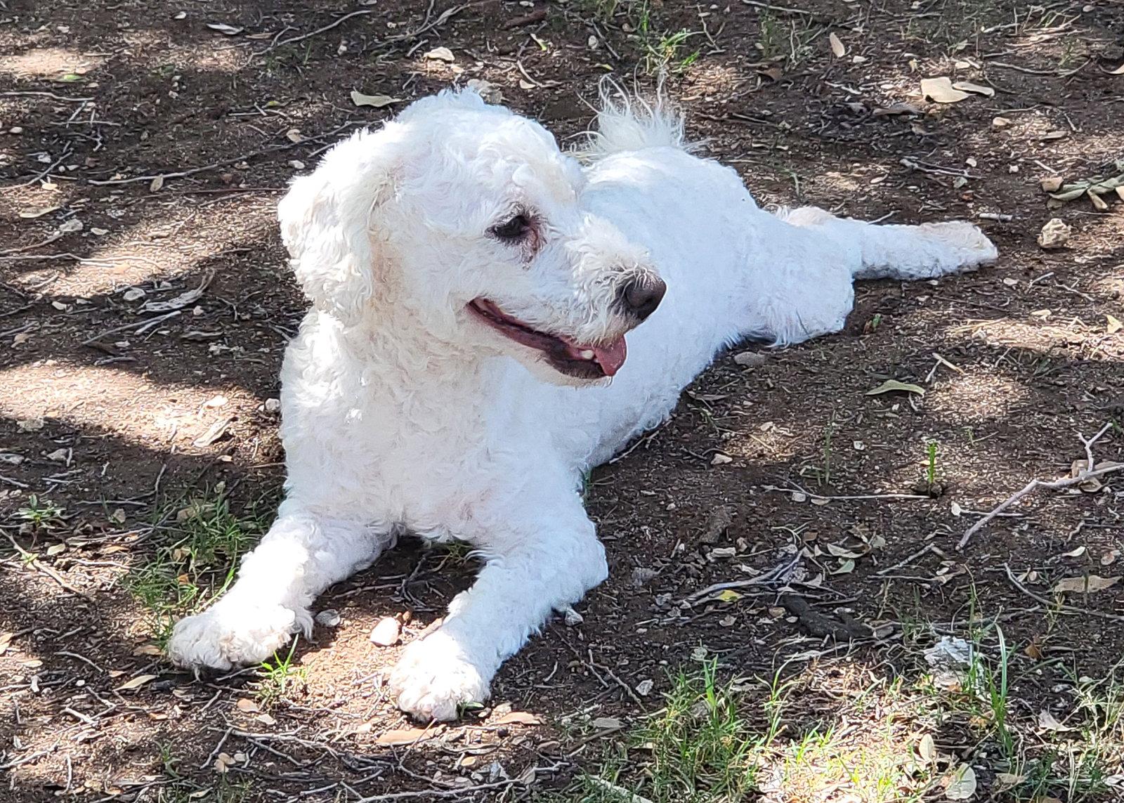 Lucas, Adoptable, Young Male Golden Retriever & Standard Poodle.