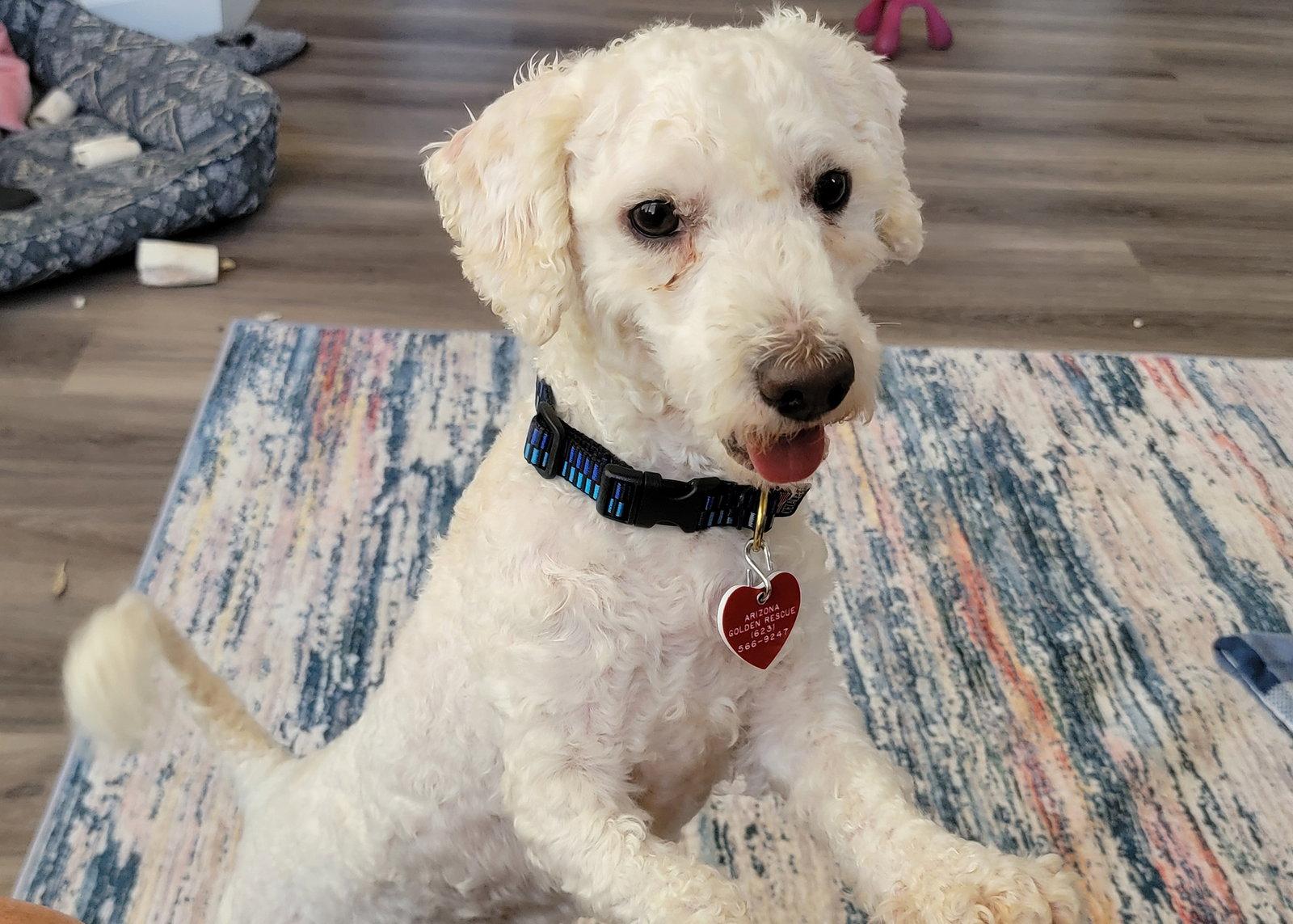 Enlarge Lucas, a Adoptable mixed breed in Glendale, AZ image 2/3