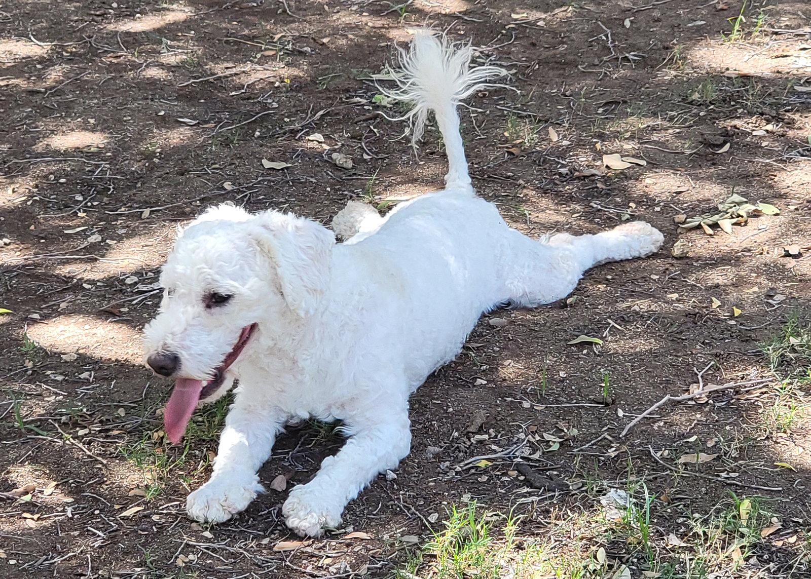 Enlarge Lucas, a Adoptable mixed breed in Glendale, AZ image 3/3