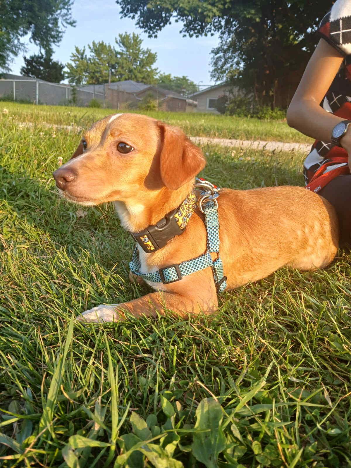 Logan, Young Male Chihuahua