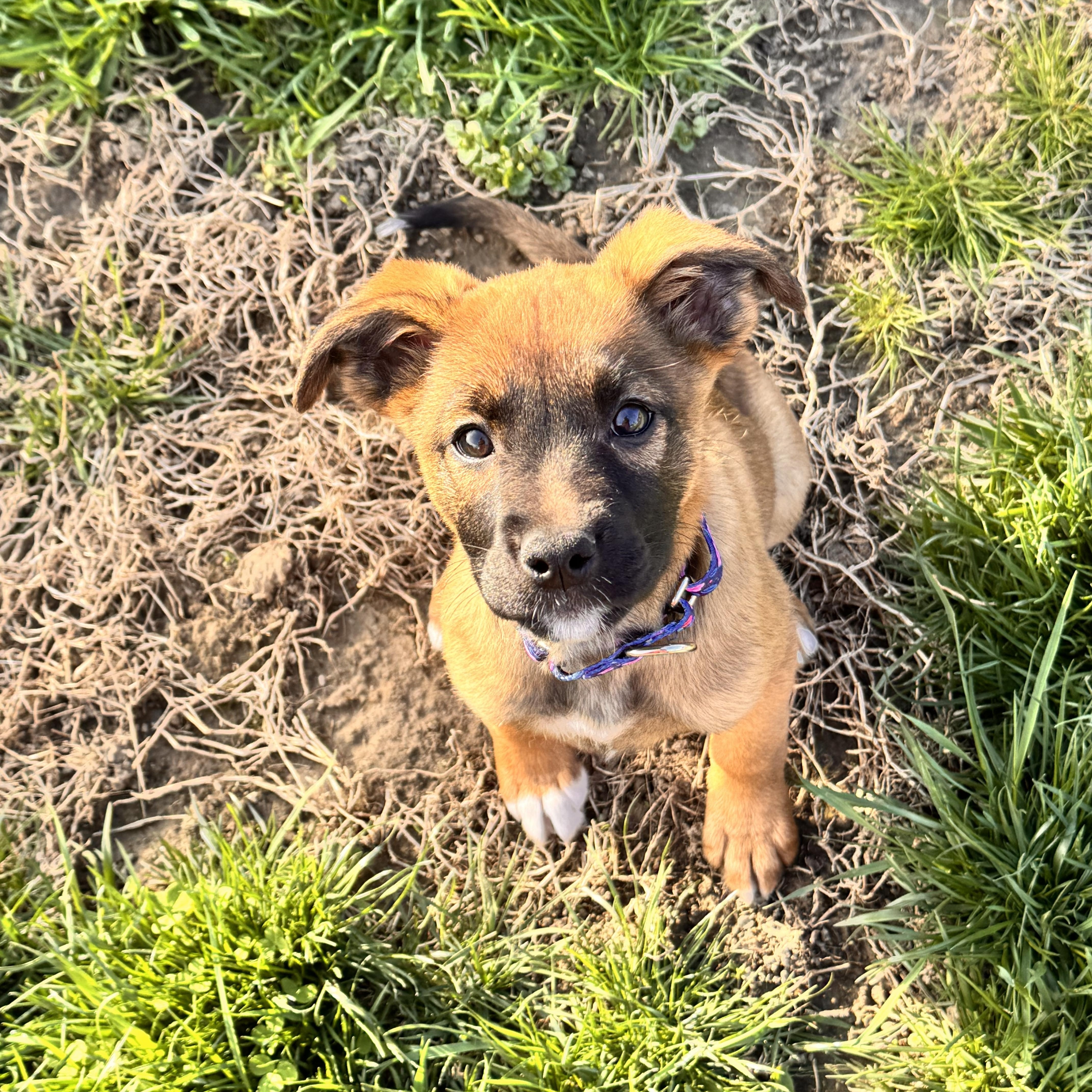 Hazelnut, Adopted, Puppy Female Boxer & German Shepherd Dog.