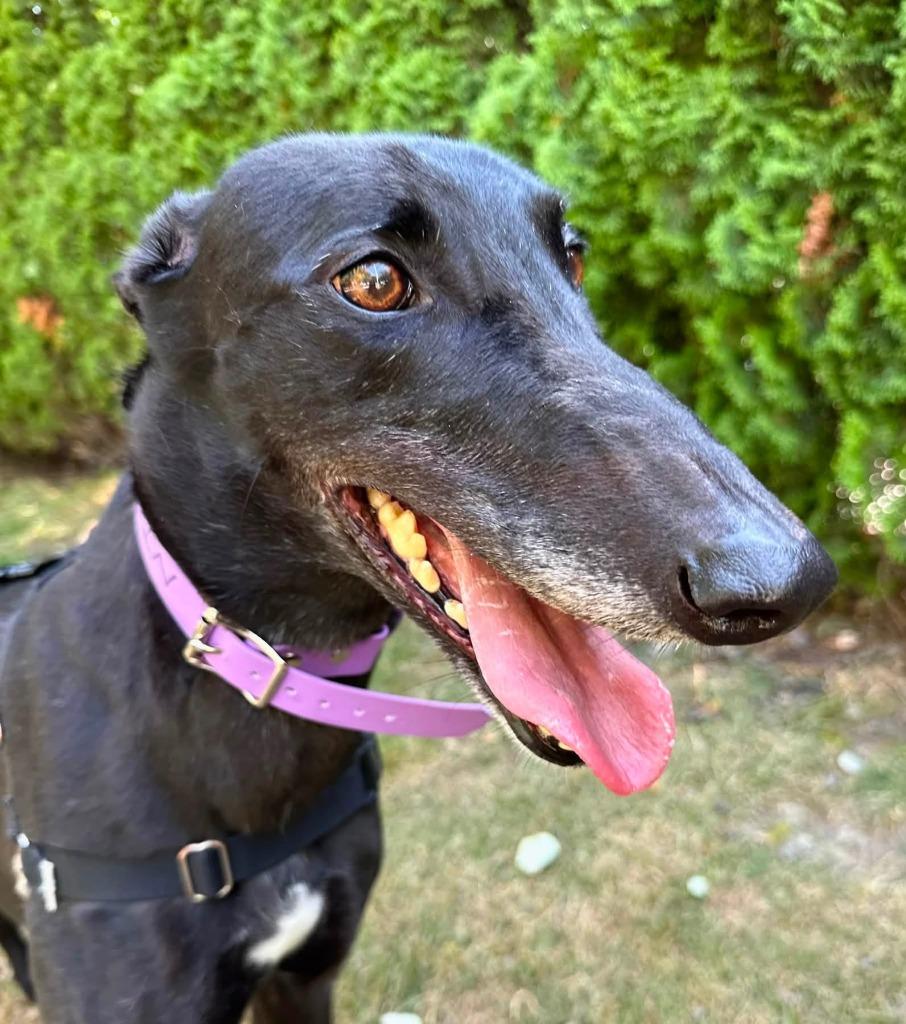 Enlarge Muffin, a Adoptable Greyhound in Hopkinton, MA image 1/2