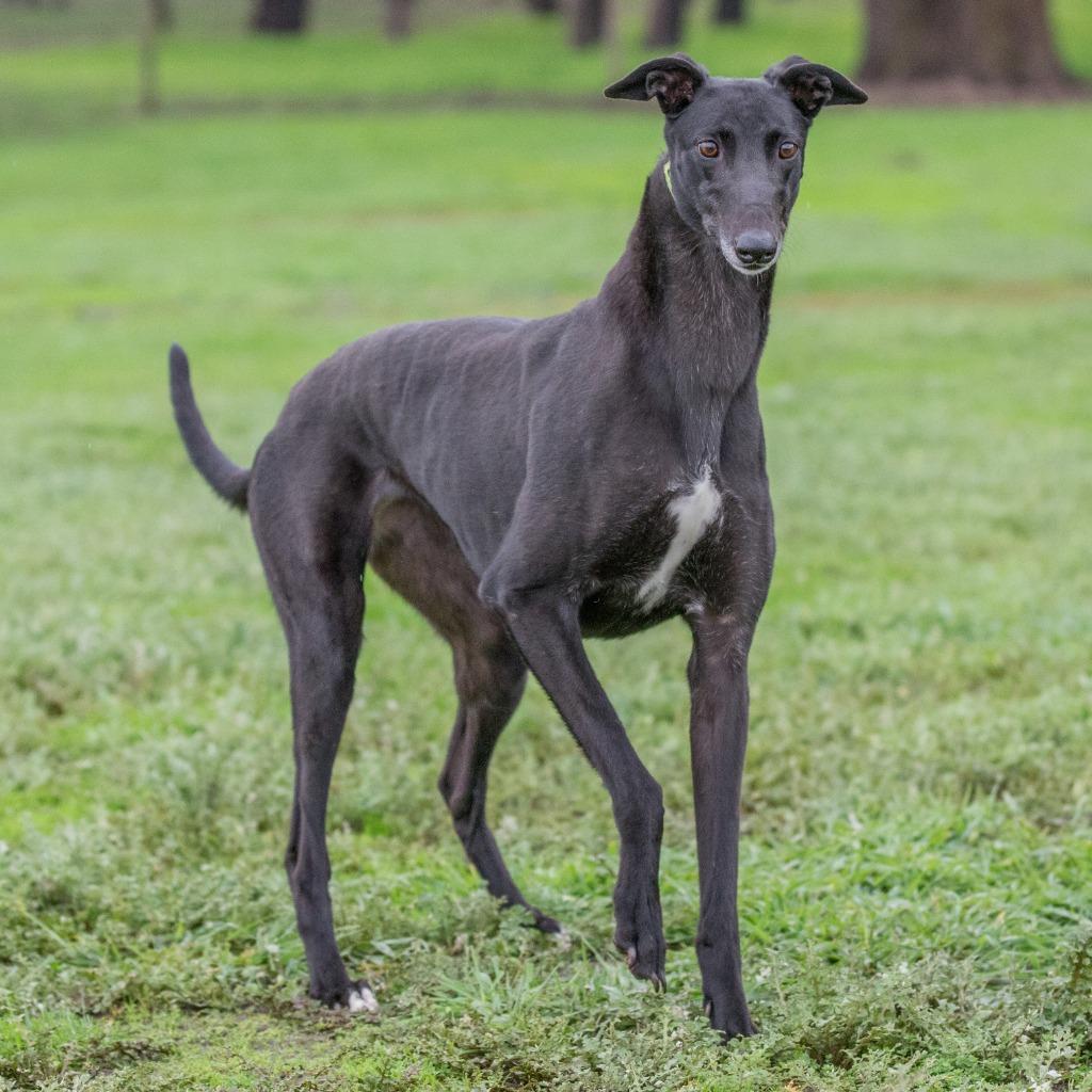 Enlarge Muffin, a Adoptable Greyhound in Hopkinton, MA image 2/2