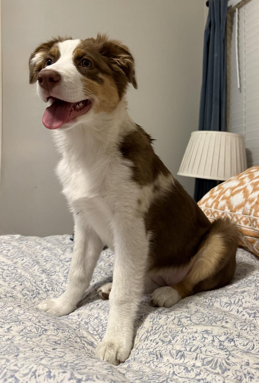 Holly Golightly, Adoptable, Puppy Female Australian Shepherd.