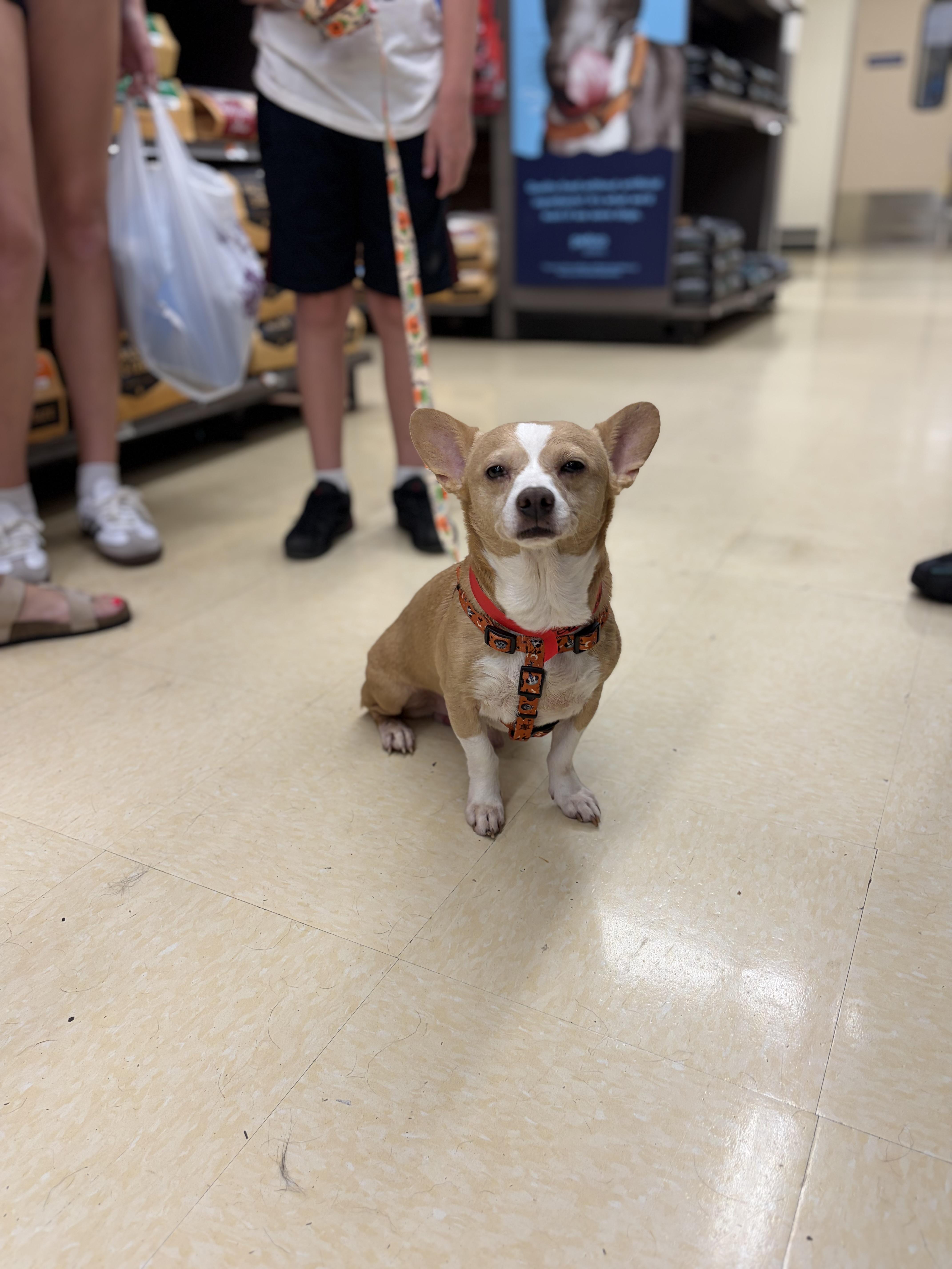 Peanut, adopted, Adult Male Chihuahua.
