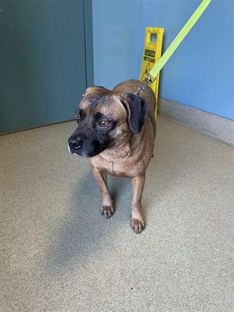 REX, Adoptable, Adult Male Beagle.