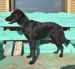 Betty Jane, Adoptable, Adult Female Border Collie.