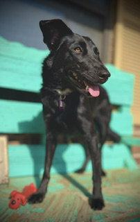 Enlarge Betty Jane, a Adoptable Border Collie in Pleasanton, TX image 2/3