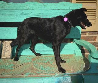 Enlarge Betty Jane, a Adoptable Border Collie in Pleasanton, TX image 3/3