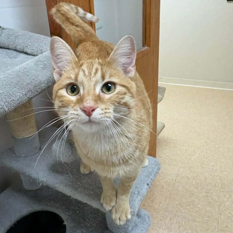 Rowan — thumbnail 2