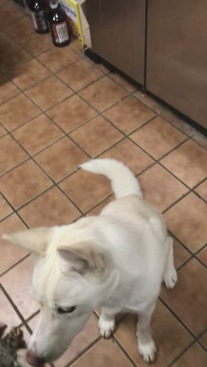 Enlarge Atlas, a Adopted Siberian Husky in Menifee, CA video 1/6