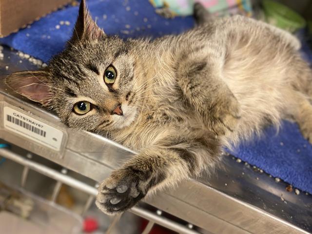 GABBY, Adoptable, Kitten Female Domestic Short Hair.