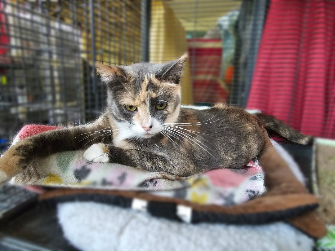 Martie, Adoptable, Adult Female American Shorthair.