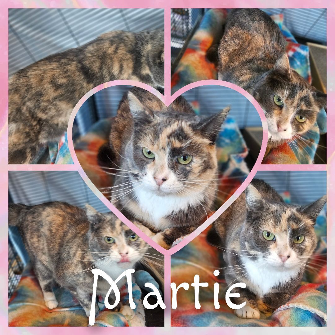 Martie, a Adoptable American Shorthair in Freeland, MI image 2/10