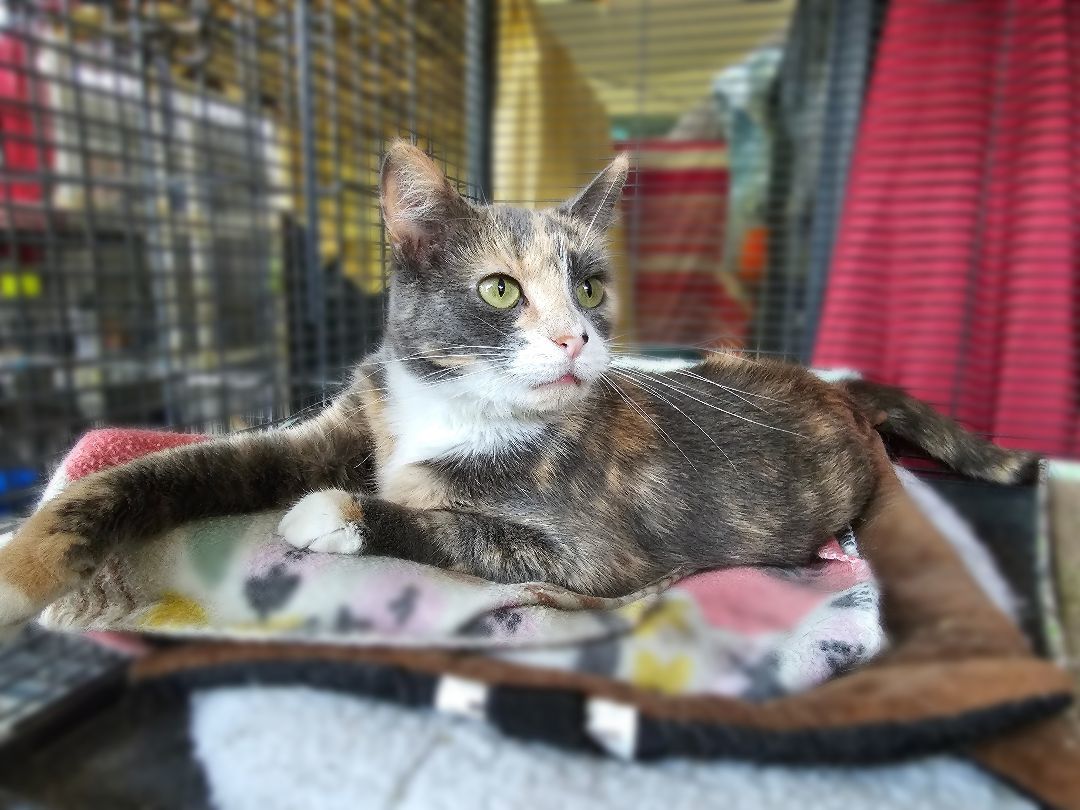 Martie, a Adoptable American Shorthair in Freeland, MI image 3/10