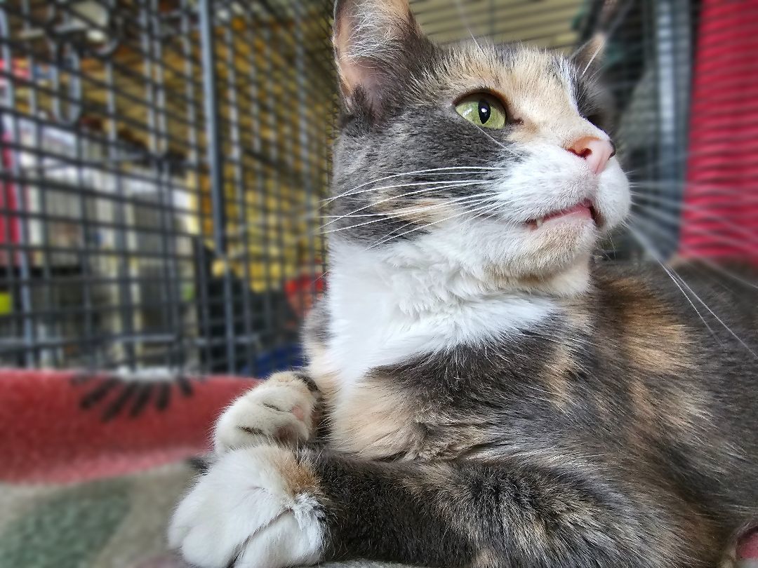 Martie, a Adoptable American Shorthair in Freeland, MI image 4/10