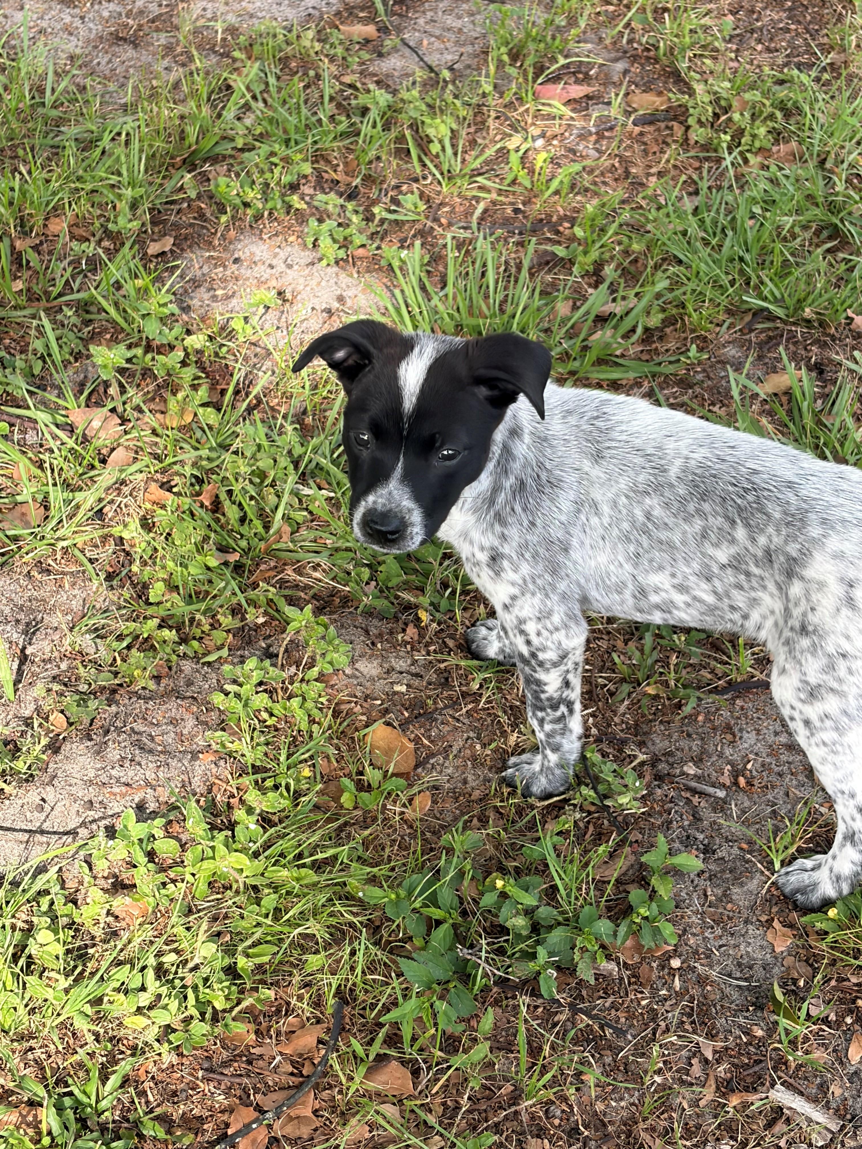 Enlarge Pepper, a ADOPTABLE Australian Cattle Dog / Blue Heeler in Zephyrhills, FL image 1/3