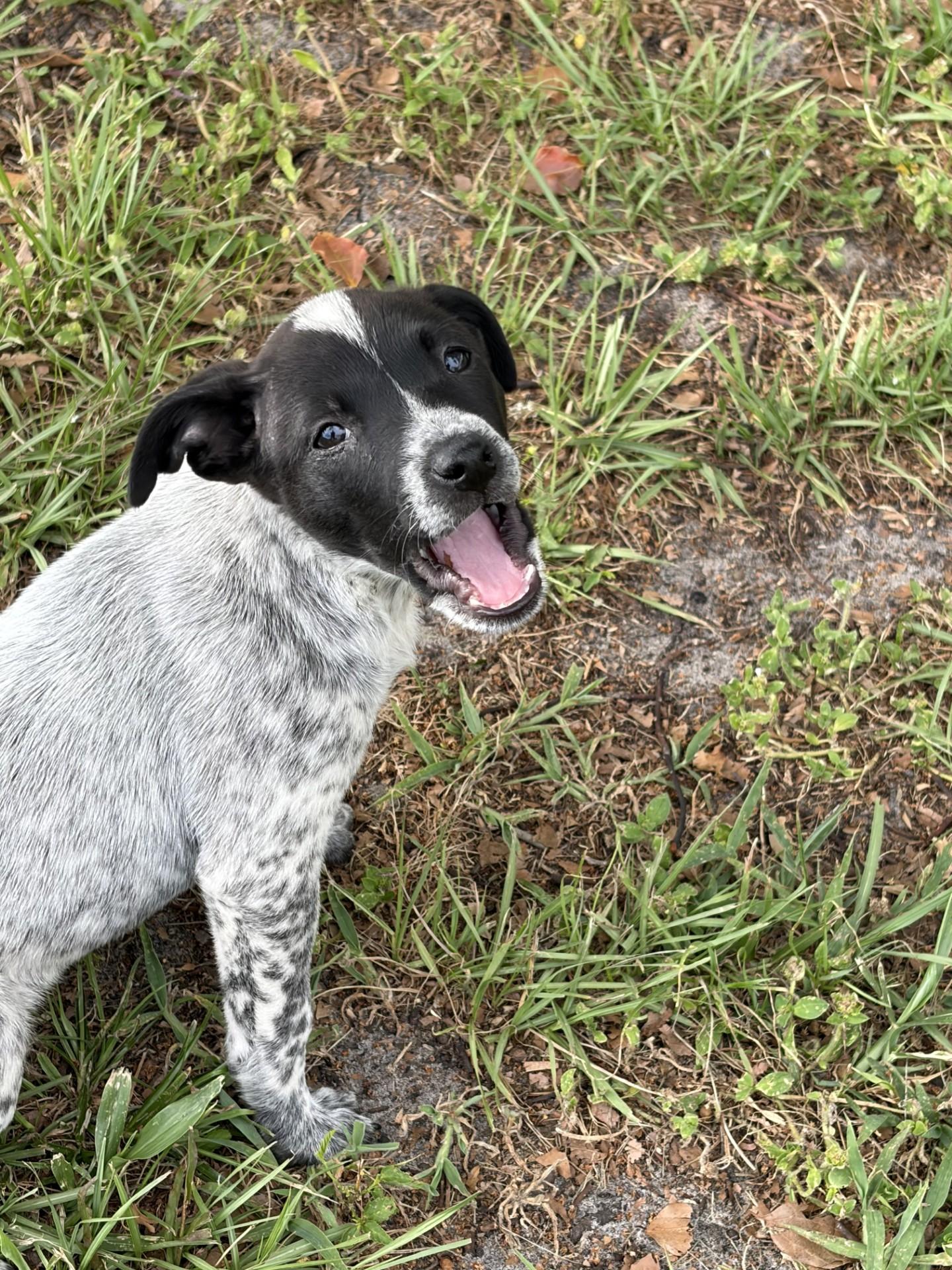 Enlarge Pepper, a ADOPTABLE Australian Cattle Dog / Blue Heeler in Zephyrhills, FL image 3/3