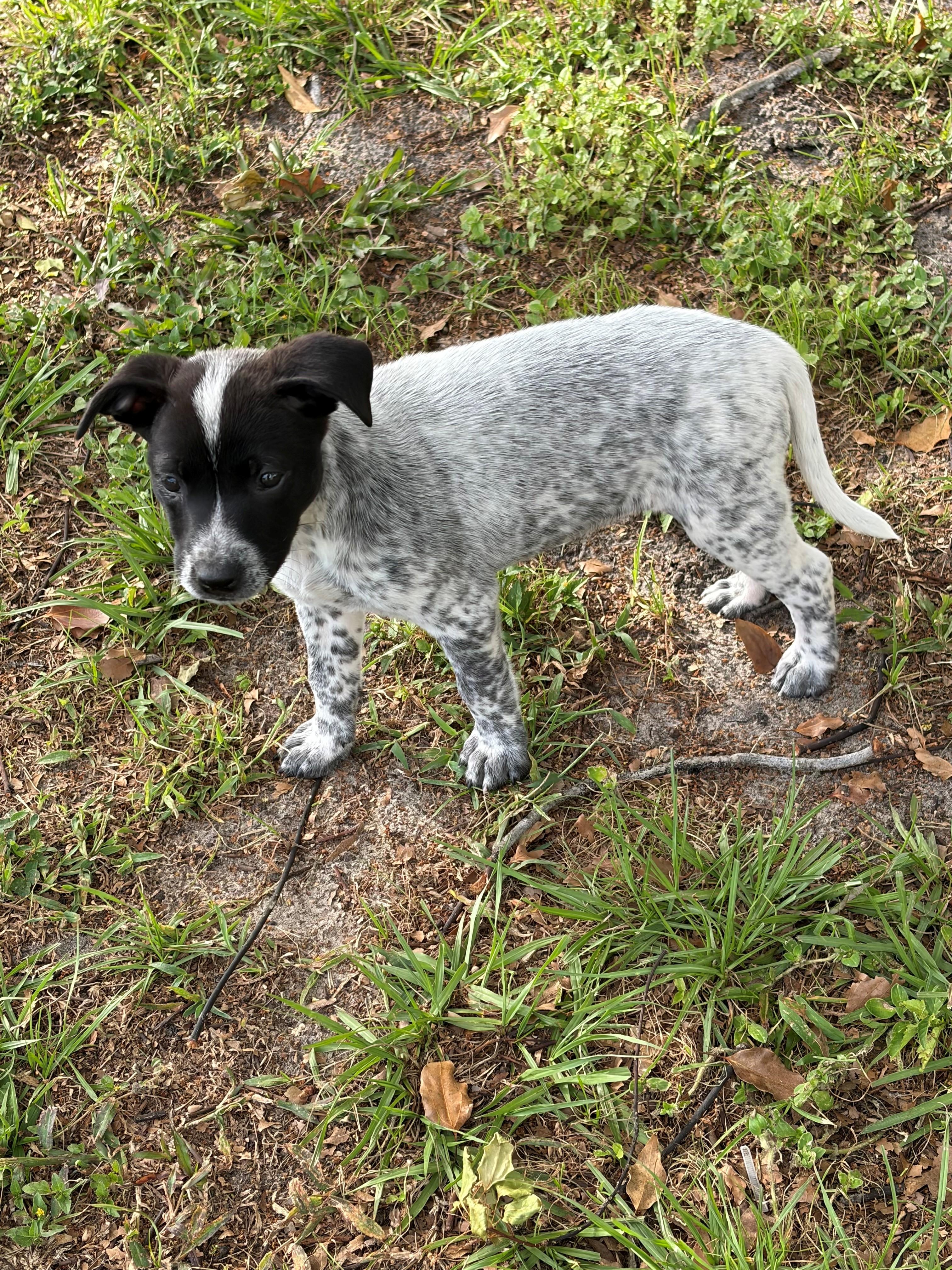 Enlarge Pepper, a ADOPTABLE Australian Cattle Dog / Blue Heeler in Zephyrhills, FL image 2/3