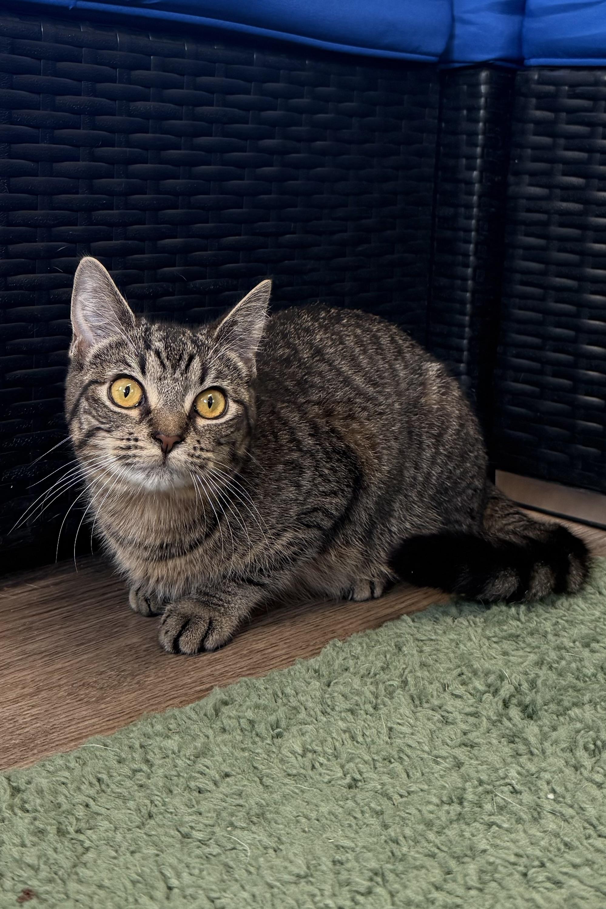 Enlarge Fiji, a ADOPTABLE Domestic Short Hair in Plant City, FL image 2/2