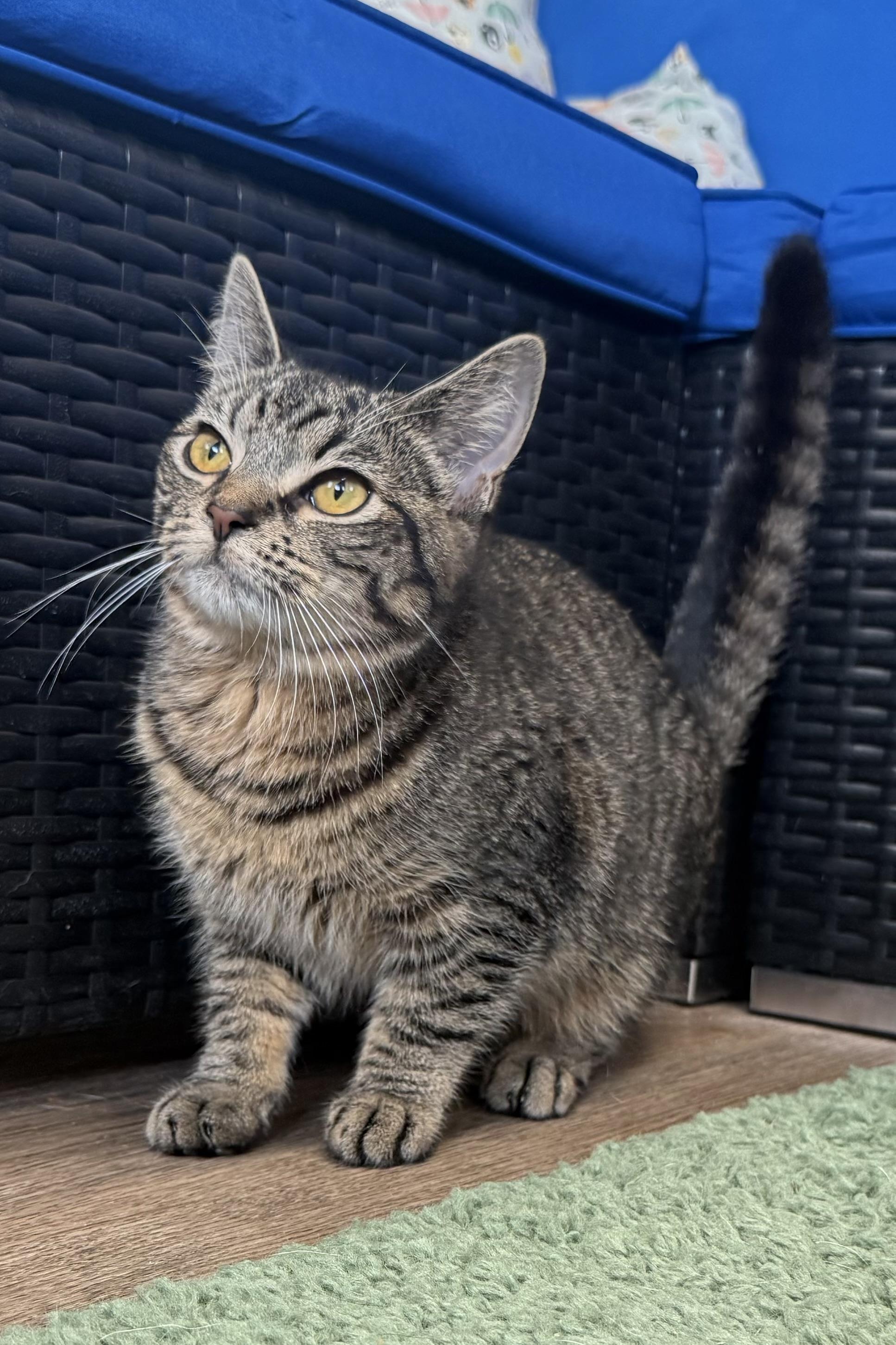 Fiji, ADOPTABLE, Young Female Domestic Short Hair.