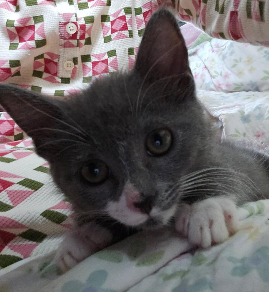 Enlarge Munchkin, a Adoptable mixed breed in Parkville, MD image 2/4
