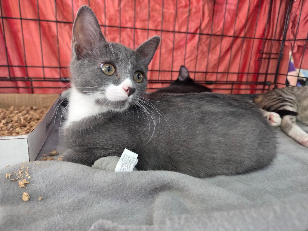 Enlarge Munchkin, a Adoptable mixed breed in Parkville, MD image 4/4