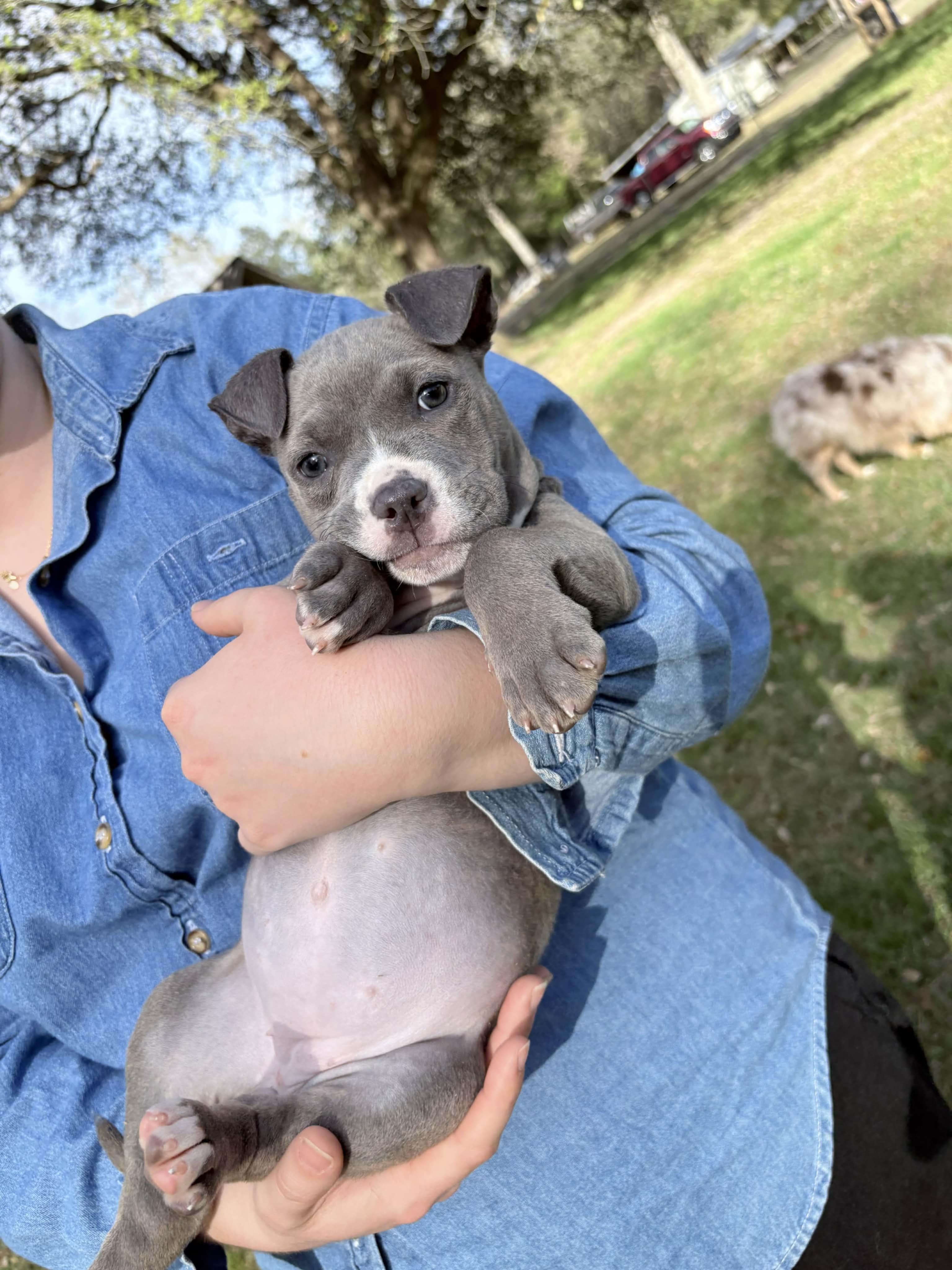 Enlarge Tubby, a ADOPTABLE American Bully in Milton, FL image 3/6